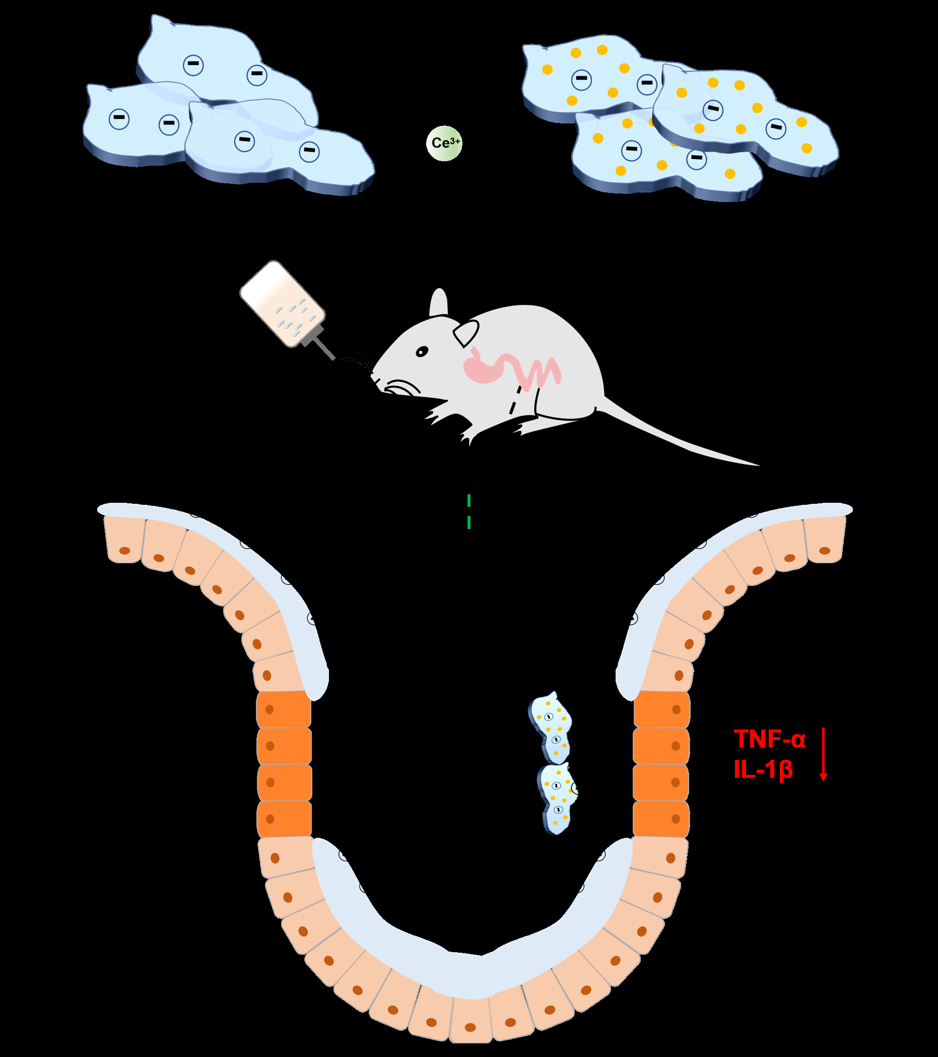 Ceo Montmorillonite Nanozyme For Crohns Disease Therapy