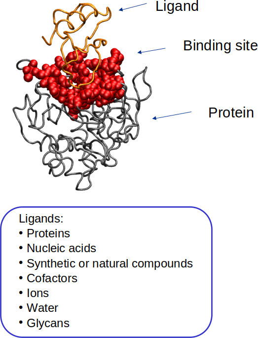 Protein Binding Sites For Ligand Characterization In Drug Discovery