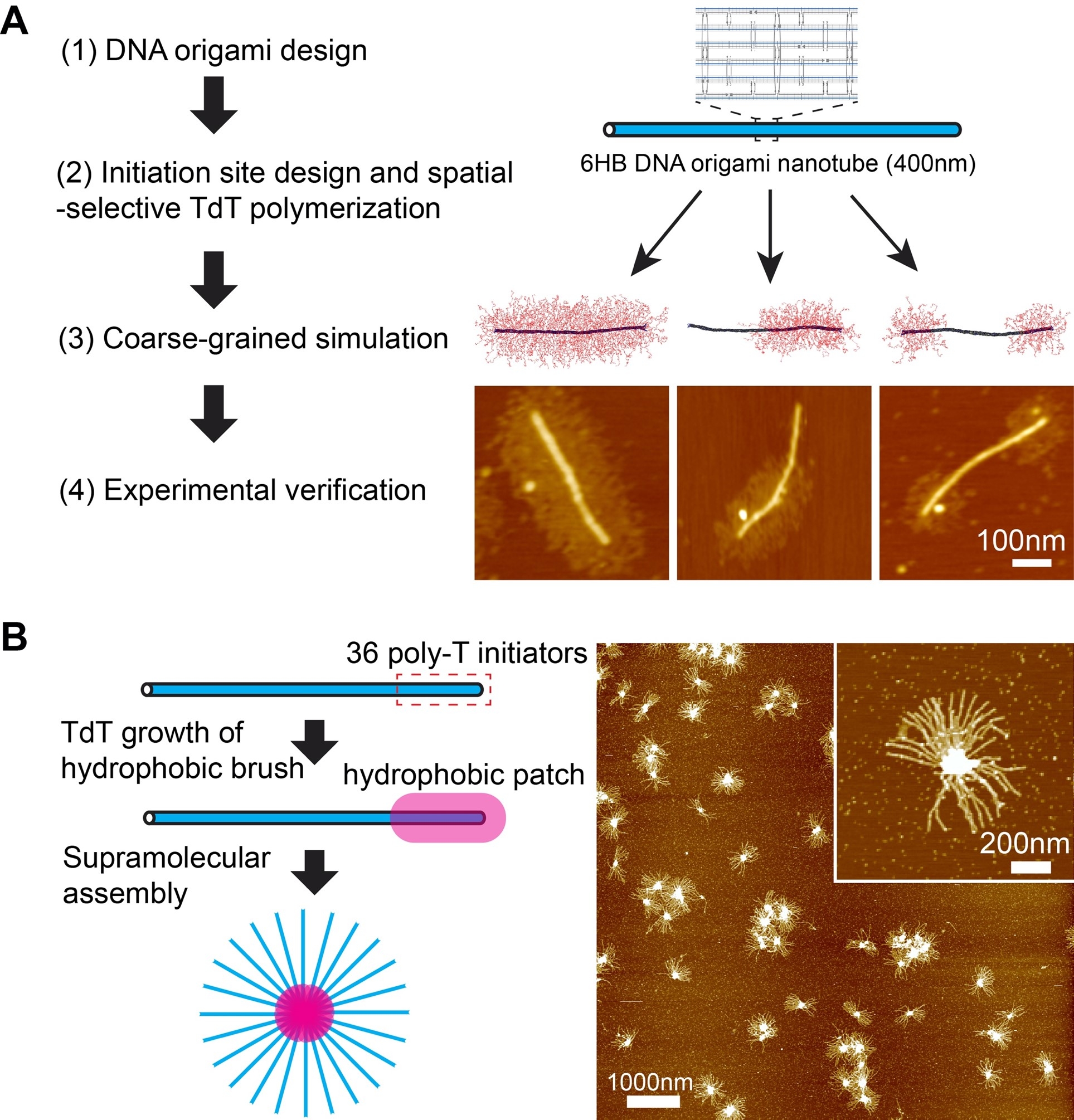 Programmable Synthesis And Supramolecular Self Assembly Of Stable Dna