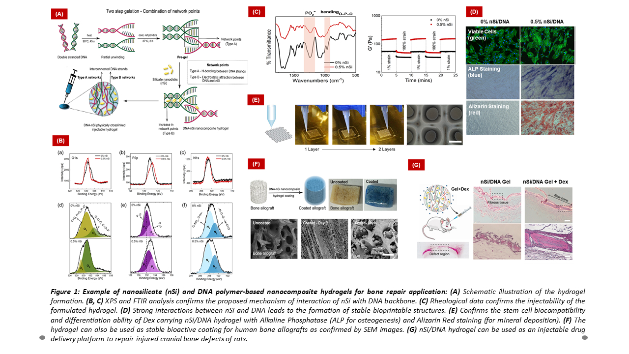 Mineral Based Nanocomposite Hydrogels For Drug Delivery Tissue