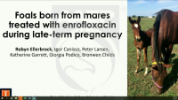 Foals Born from Mares Treated with Enrofloxacin During Late-Term Pregnancy icon