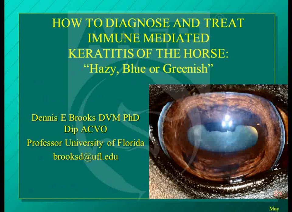 How to Diagnose and Treat Immune-Mediated Keratitis of the Horse ...