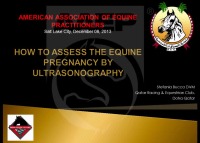 How to Assess the Equine Pregnancy by Ultrasonography