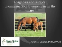 Diagnosis and Surgical Management of Uterine Tears in the Mare