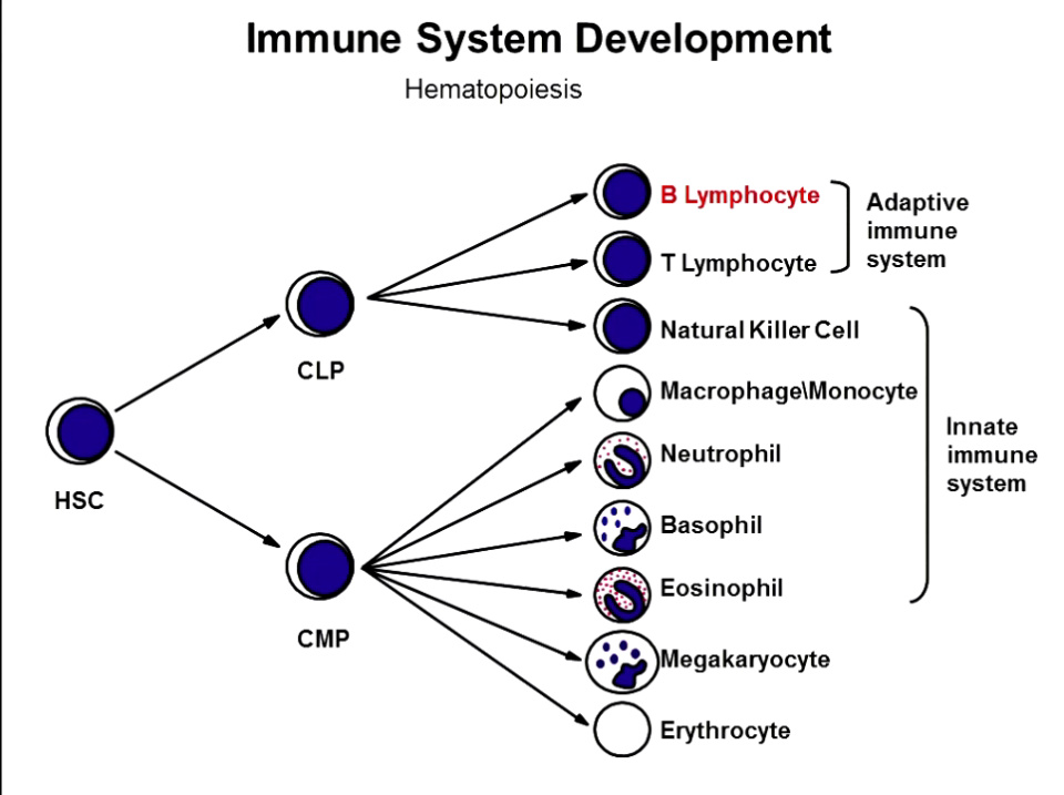 Basics of B Cells - How They Develop, Where They Go and How They ...