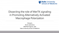 Short Talk: Dissecting the Role of MerTK Signaling in Promoting Alternatively Activated Macrophages Polarization icon