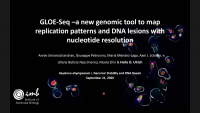GLOE-Seq – A New Genomic Tool to Map Replication Patterns and DNA Lesions with Nucleotide Resolution icon