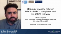 Molecular Interplay between BRCA1-BARD1 Complexes and the 53BP1 Pathway icon