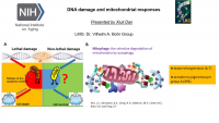 Short Talk: Mitochondria Responds to DNA Damage with Adjusted Mitophagy icon