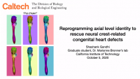 Short Talk: Reprogramming Axial Level Identity to Rescue Neural‑Crest‑Related Congenital Heart Defects icon