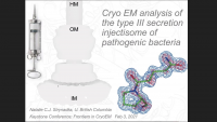 CryoEM Analysis of the Dual Membrane Spanning Type III Secretion Injectisome of Pathogenic Bacteria icon