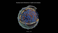 Nuclear Lamin Filaments in Health and Disease icon