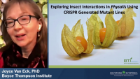 Exploring Insect Interactions in Physalis Using CRISPR Generated Mutant Lines icon