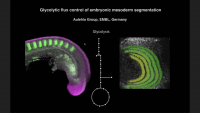 Glycolytic Flux Control of Mouse Embryo Segmentation icon