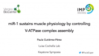 Short Talk: miR-1 Sustains Muscle Physiology by Controlling V-ATPase Complex Assembly icon