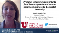 Short Talk: Prenatal Inflammation Perturbs Fetal Hematopoiesis and Causes Persistent Changes to Postnatal Immunity icon