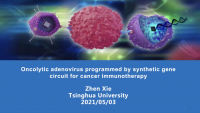Oncolytic Adenovirus Programmed by Synthetic Gene Circuit for Cancer Immunotherapy icon