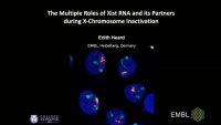 The Multiple Roles of Xist RNA and It’s Partners during X-Chromosome Inactivation icon