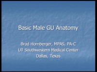 Basic Male Anatomy