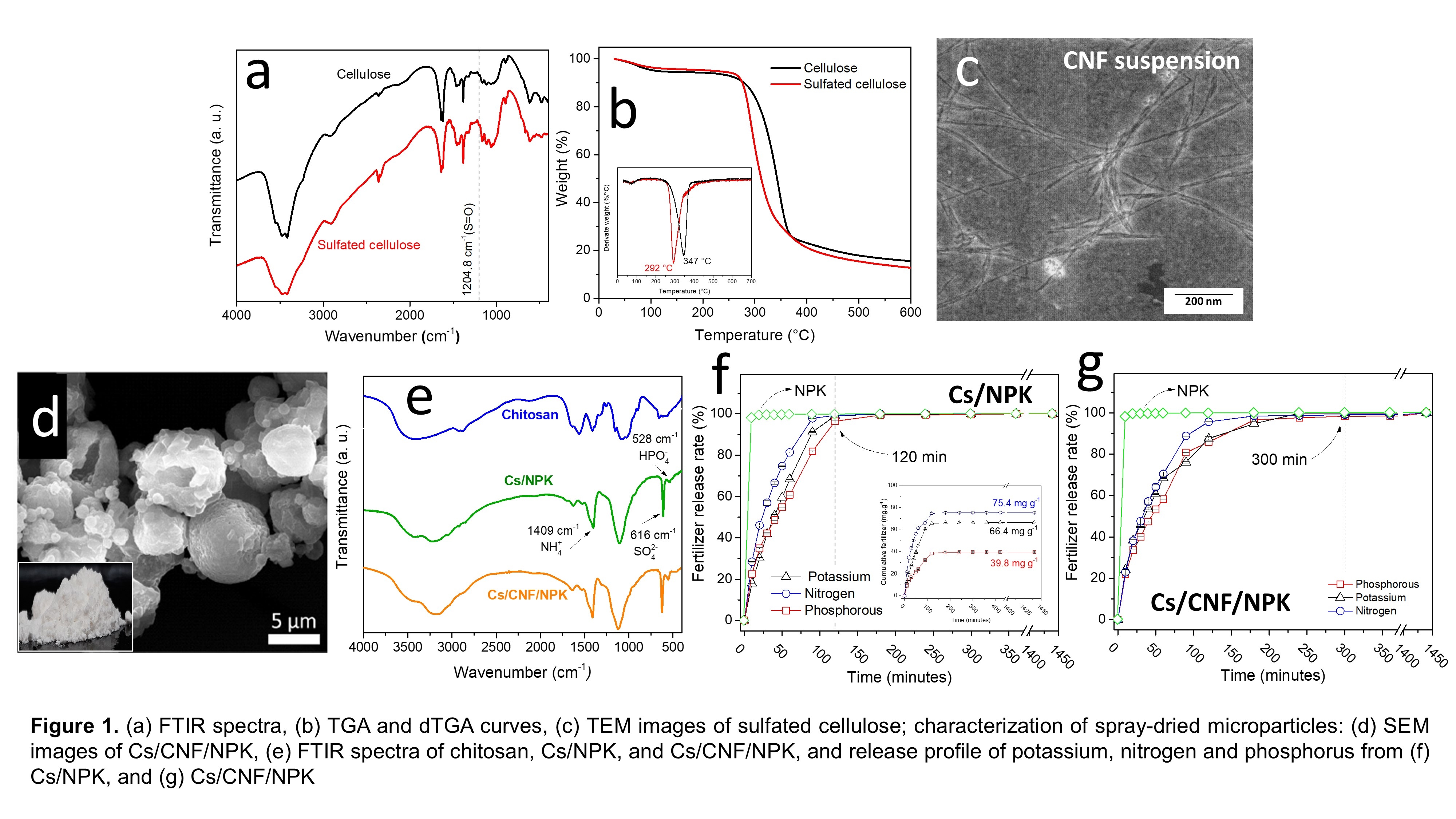 Chitosan Sulfated Cellulose Nanofibrils Based Spray Dried Microparticles Exhibiting Prolonged