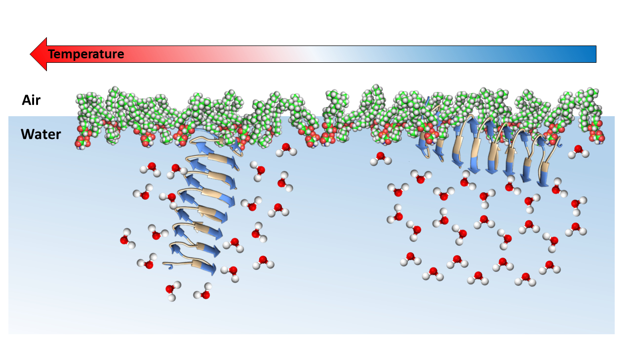 Icenucleating proteins at interfacial lipid monolayers