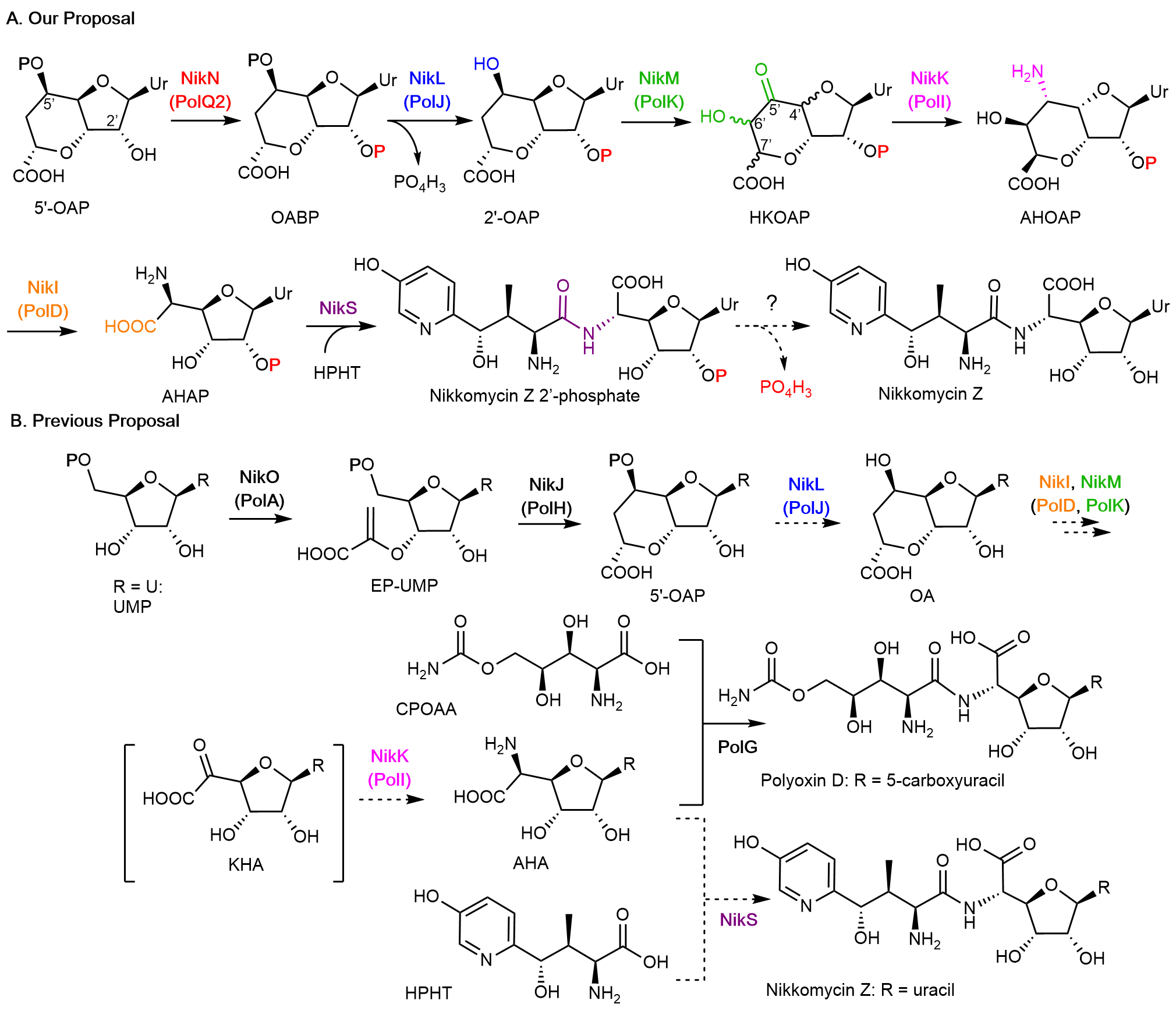 Peptidyl Nucleoside Natural Product Biosynthesis Proceeds Through ...