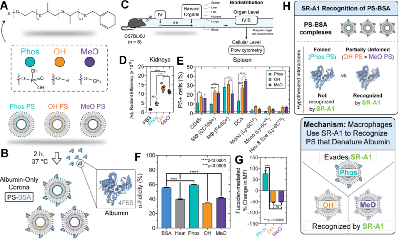 Engineering The Bio/nano Interface Of Soft Nanobiomaterials For ...