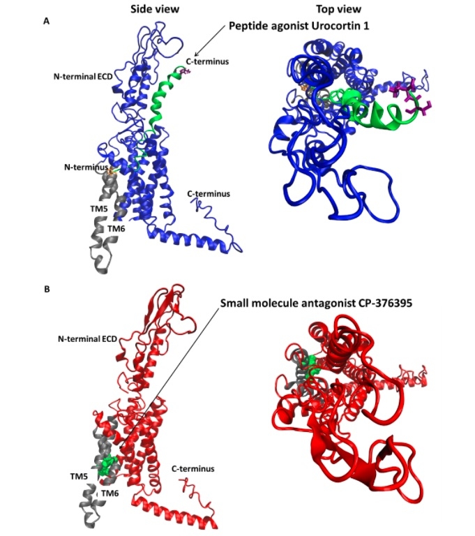 Activation Mechanism Of Corticotrophin Releasing Factor Receptor Type 1 ...