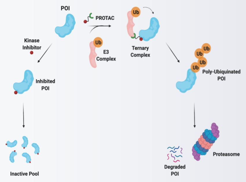 Clinical Considerations For The Design Of Protacs In Cancer – RQSLQ