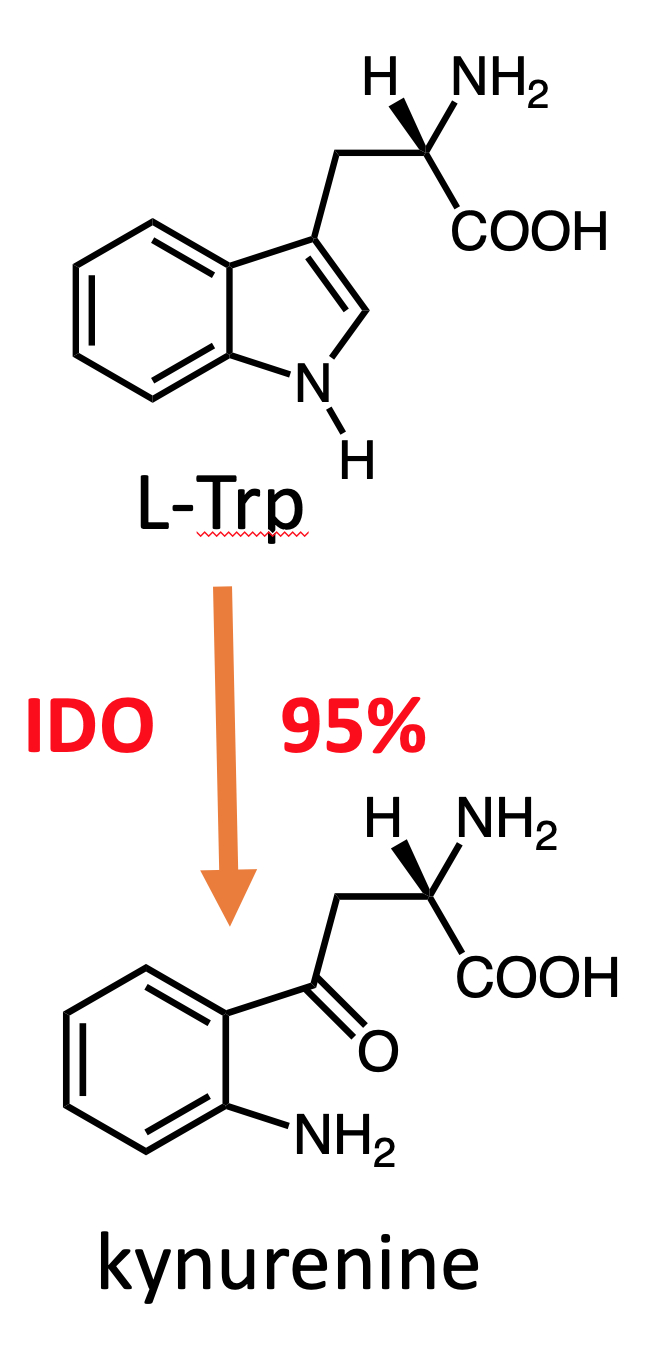 Unraveling the mechanism, immune regulation and inhibition of ...