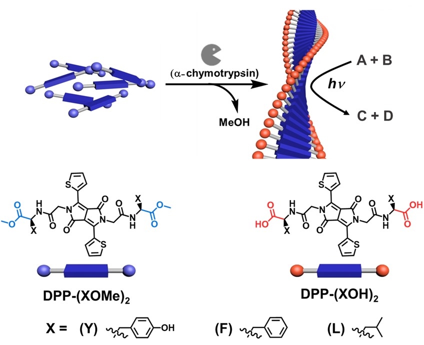 Visible Light Photocatalysis In Water By Functional Supramolecular