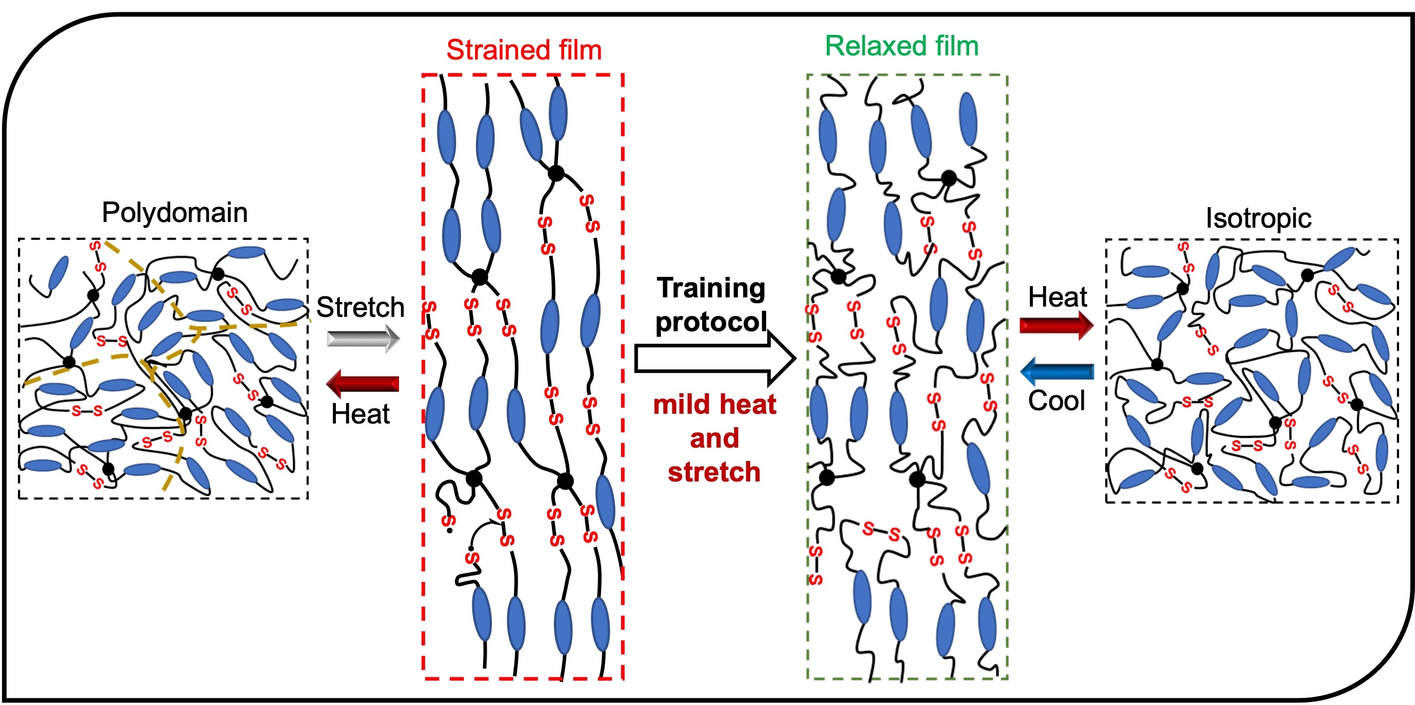 Trainable soft materials using dynamic liquid crystal elastomers