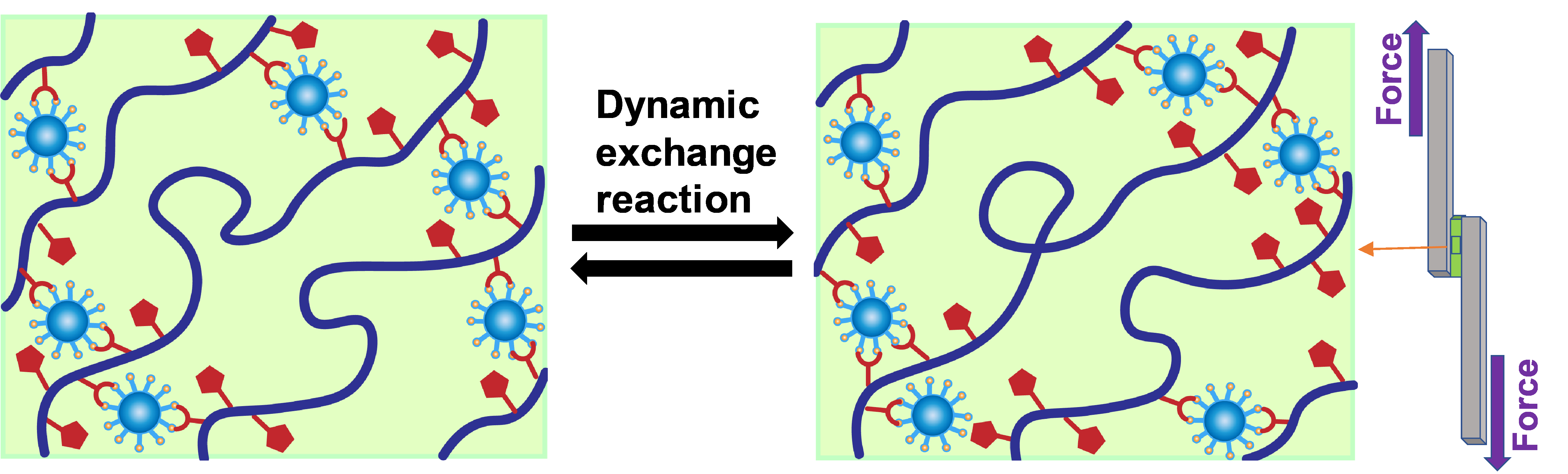 Upcycling commodity thermoplastic through dynamic boronic ester crosslinking