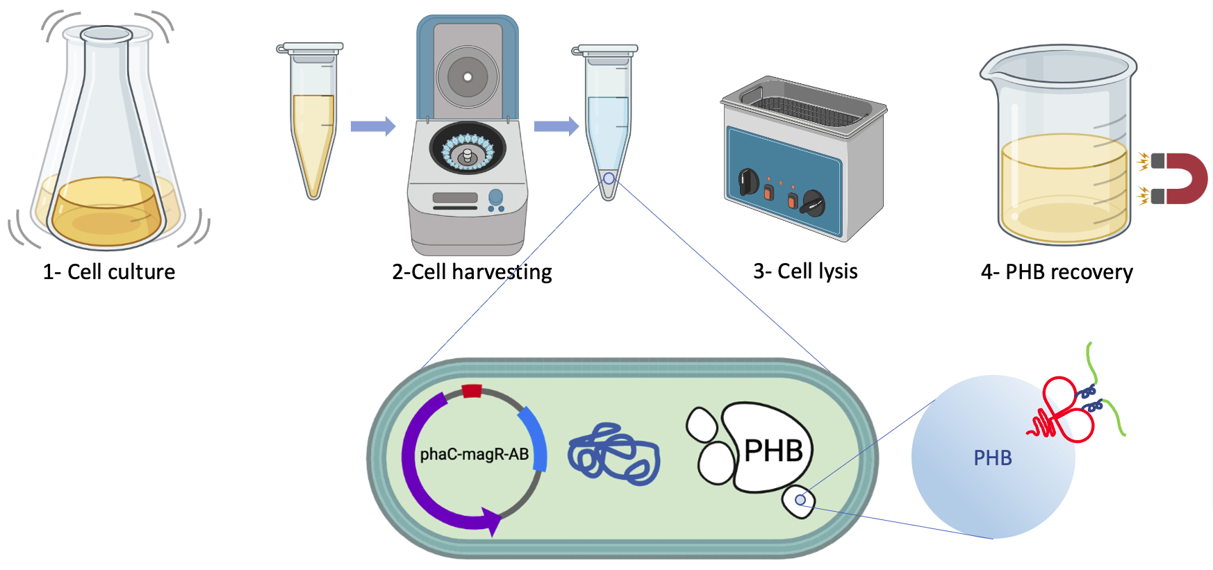 Novel polyhydroxy alkanoate recovery method from engineered E.coli