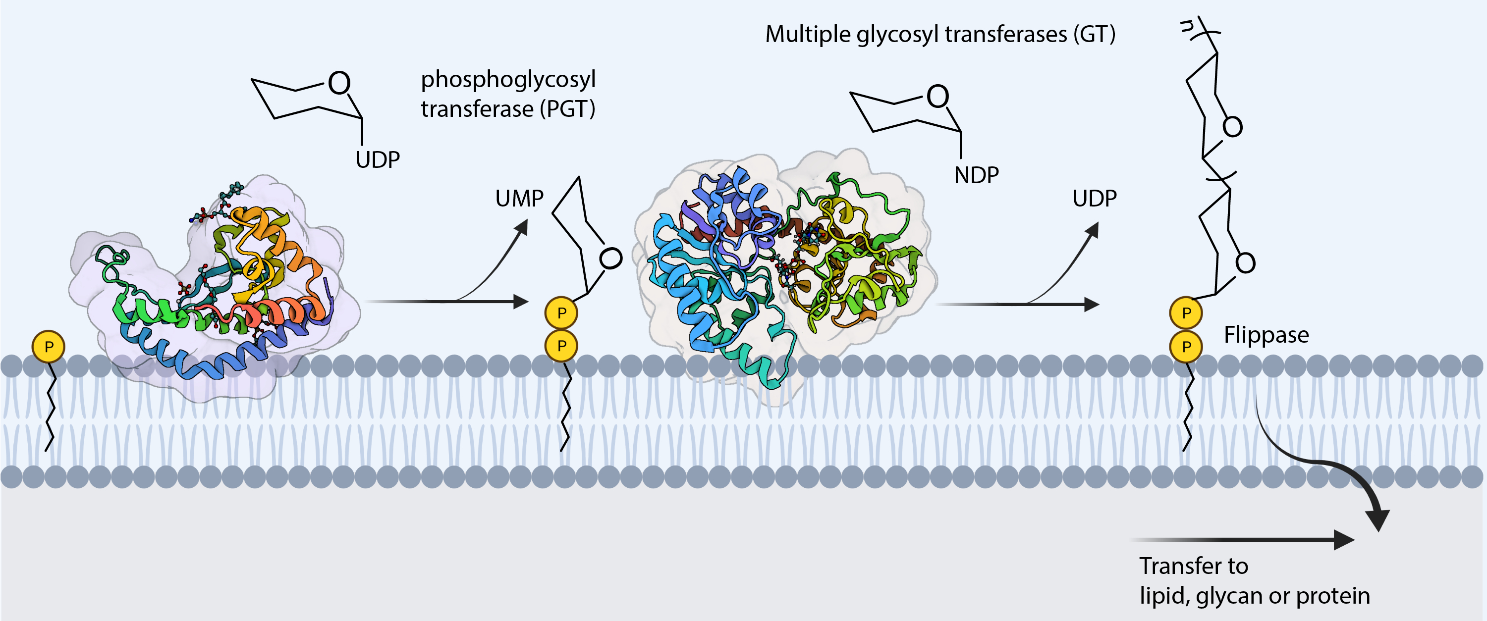 <b>Figure 1.</b> Biosynthesis of a polyprenol disphosphate-linked glycans by PGT and GT enzymes via the membrane-associated pathway.