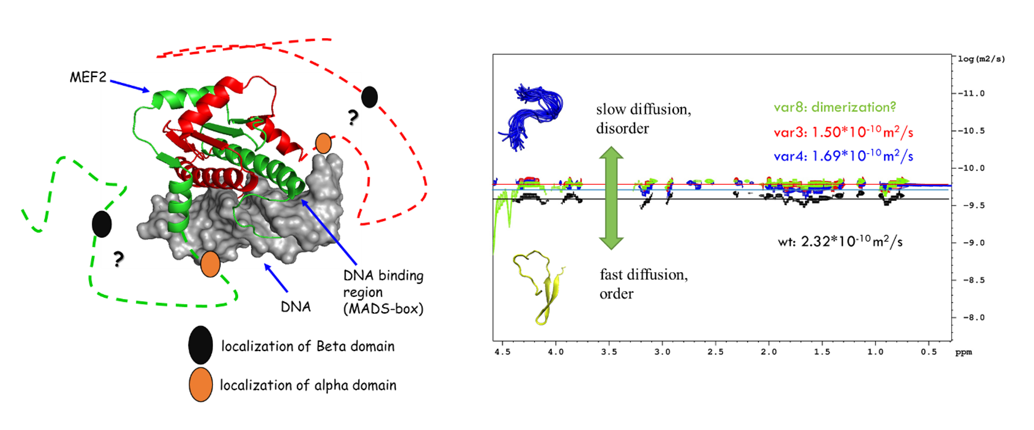 Left: NMR s<i>tructure of MEF2-DNA complex (PDB:1c7u), MEF2D is displayed by green and red cartoon, scattered lines indicate regions with missing electron density. The localization of the β-domain is represented by black circles. Right: comparing the results of diffusion NMR-experiments (37AA peptides).</i>