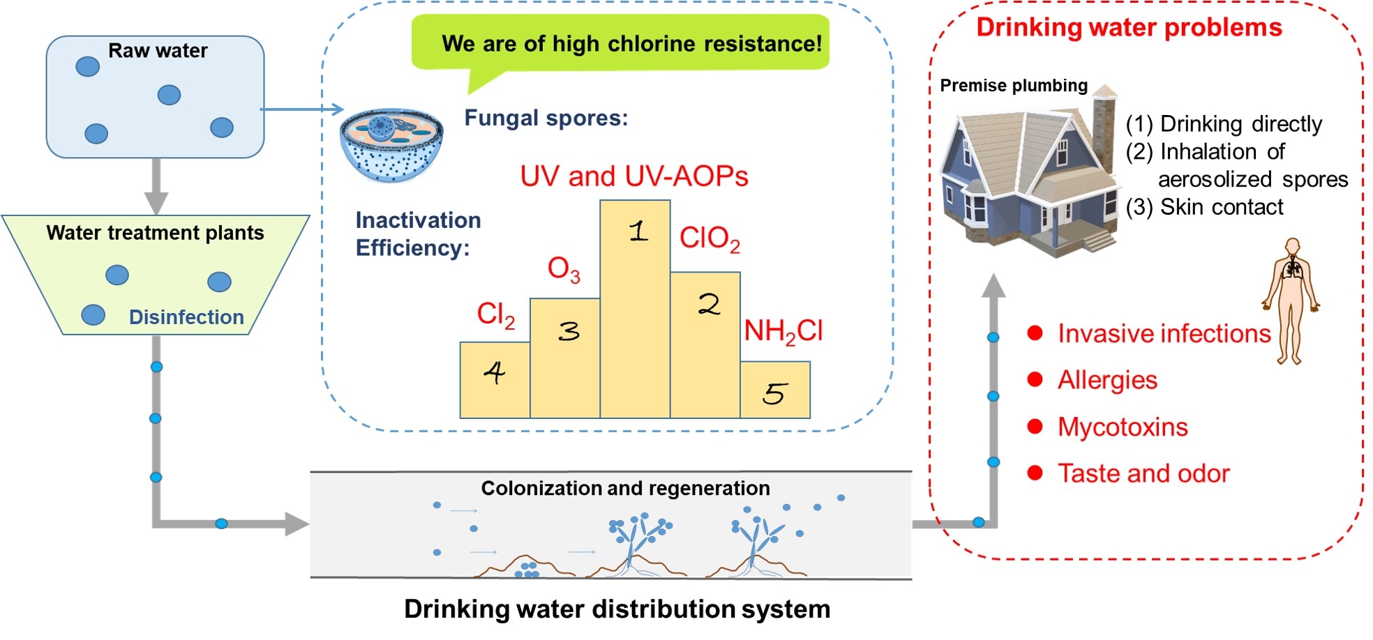 Does Boiling Water Kill Fungal Spores at Kristi Thompson blog
