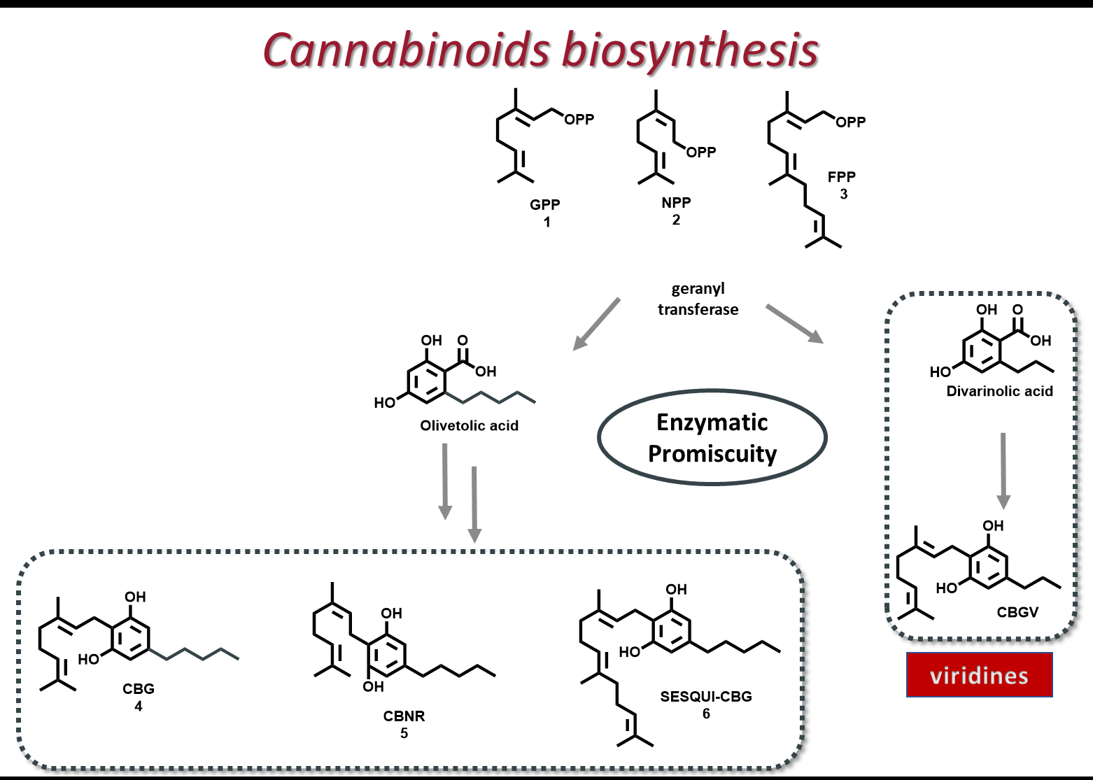 Cannabis Sativa L. Enzymatic Promiscuity: Synthesis Of Minor Cannabinoids