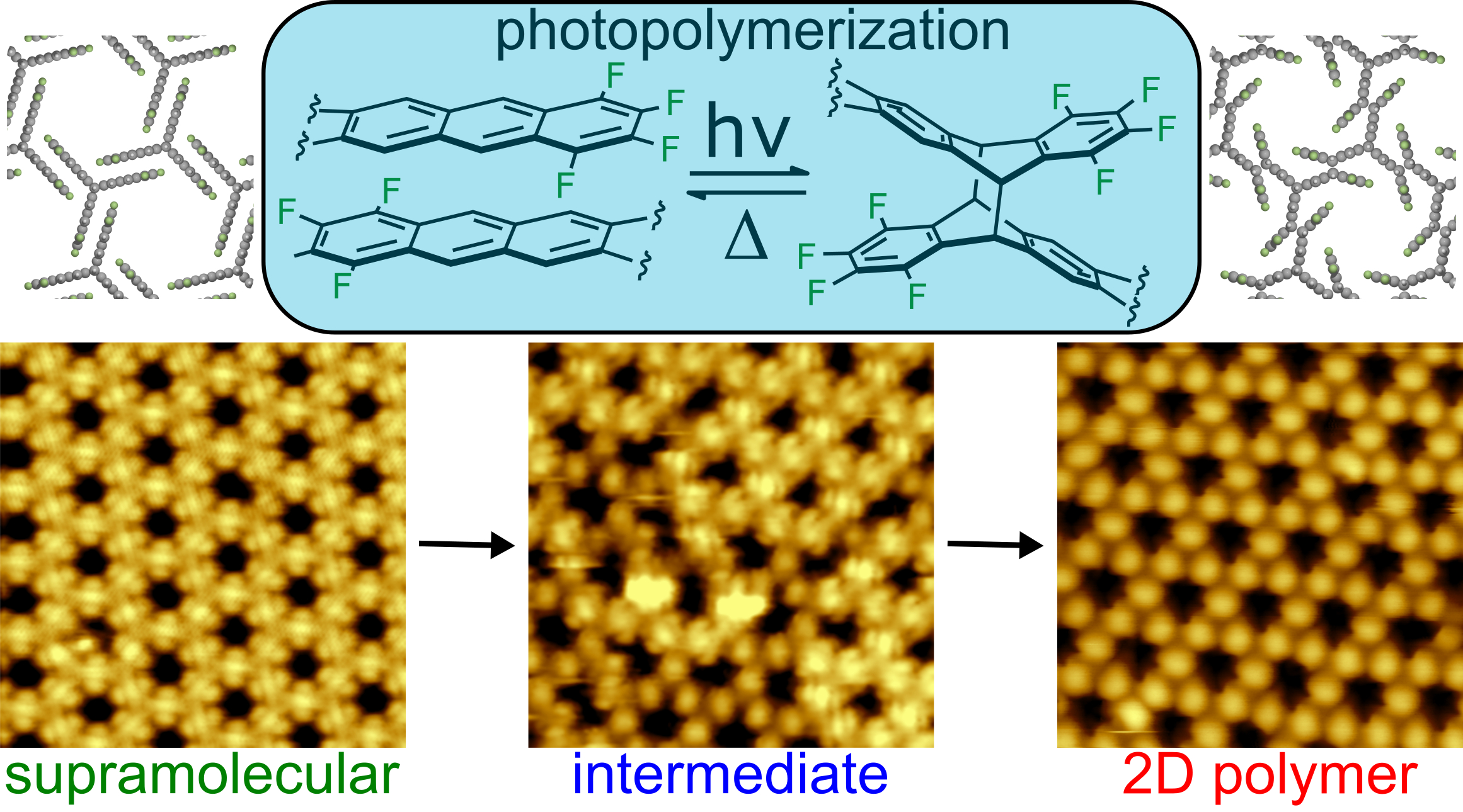 Onsurface synthesis of mesoscale ordered 2D polymers by topochemical