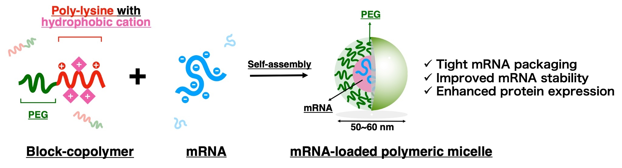 Rational Incorporation Of Hydrophobic Cation Moieties Into Polymeric 