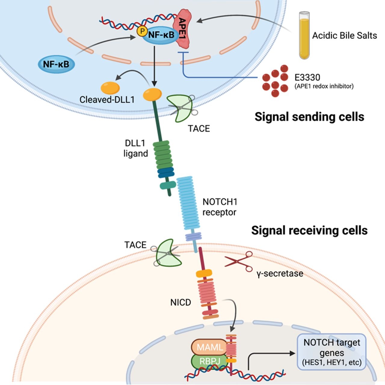 gerd-induced-alterations-in-hydrogen-sulfide-signaling-as-the